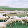 Sheep Needs A Shepherd