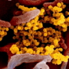 Novel Coronavirus