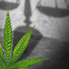 marijuana convictions