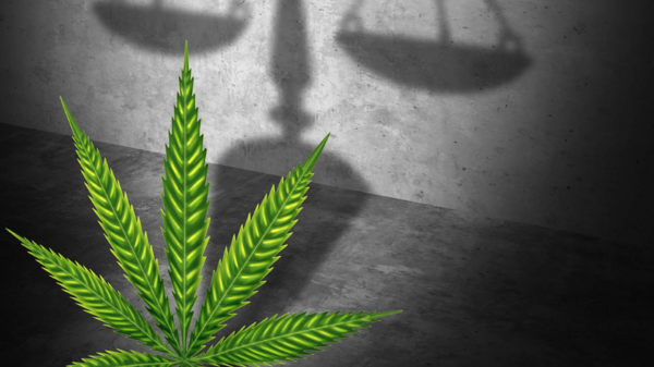 marijuana convictions