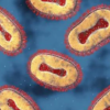 Monkeypox virus cells