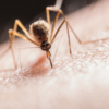 Mosquito Tests Positive