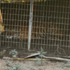Dallas police said officers found a tiger