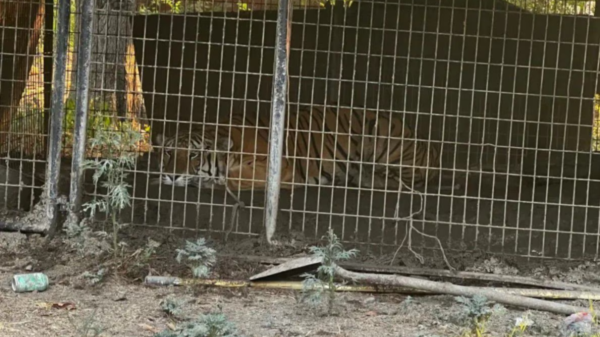 Dallas police said officers found a tiger