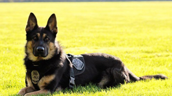 Battle Ground Police Department dog Luca